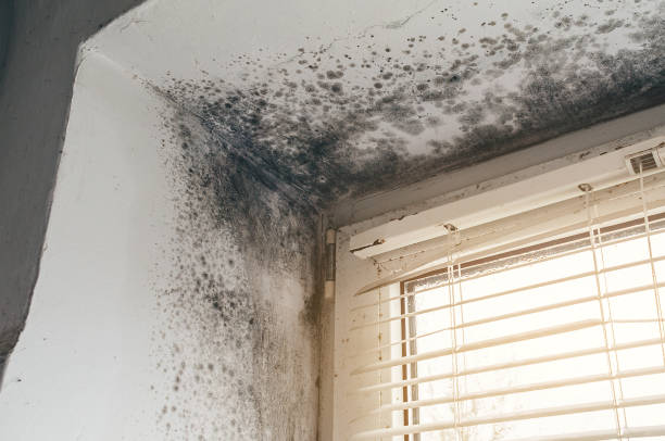 Affordable Basement Mold Removal solutions in Lemont, PA